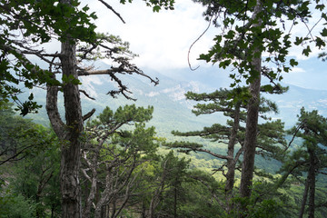 Obraz na płótnie Canvas Tall trees on the mountainside