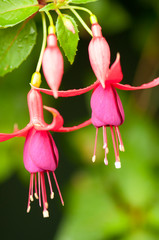 Fuchsia Flowers
