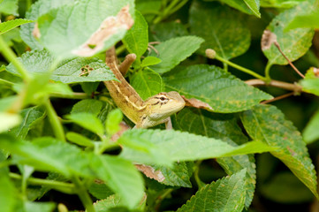 Changeable Lizard (Calotes versicolor)