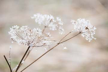Fototapeta na wymiar Queen anne's lace flowers covered in beautiful, icy, white frost