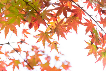 Colorful of maple leaves on the trees in the park on autumn season.Different color concept background.  