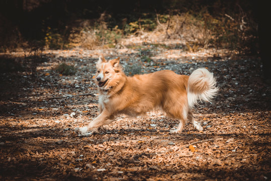 Beautiful cur dog running