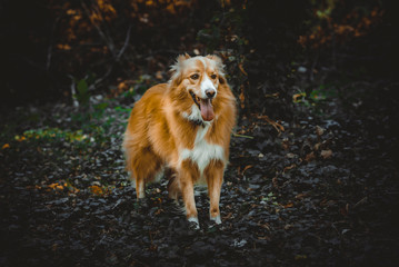 Portrait of cur dog in the woods