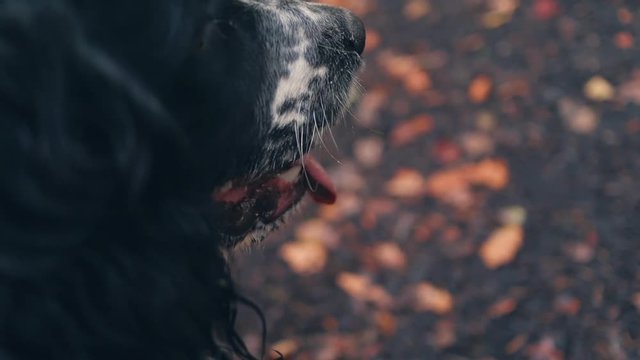 Cute Puppy Pull focus