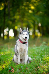 Smiling Husky dog sitting on the grass in the autumn park