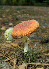 mushroom in the forest