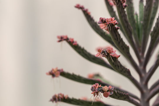 Close up Bryophyllum daigremontianum succulent, commonly called devil&rsquo;s backbone, mother of thousands, alligator plant, or Mexican hat plant is a succulent plant.
