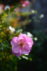 Fototapeta na wymiar rose garden in Yokosuka