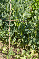 Potager - plants de fèves avec cosses