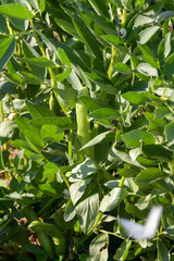 Obraz premium Potager - plants de fèves avec cosses