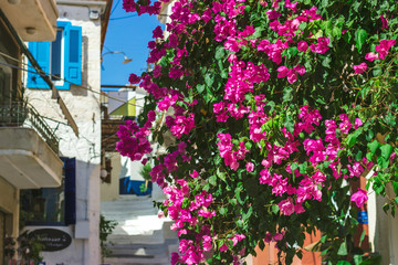 Fototapeta na wymiar Streets of Neorio town in Poros island, Greece; Trees with pink flowers in narrow streets covering house entrances