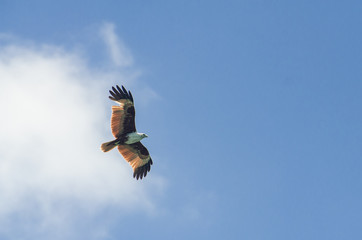 Adler im Flug