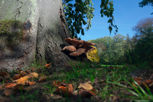 Grey Oyster Mushroom Grows On A Tree In Autumn