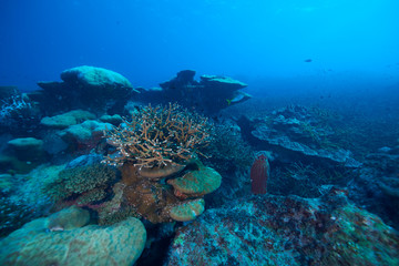 Fototapeta na wymiar beautiful underwater with the coral reef at Losin diving spot south of Thailand