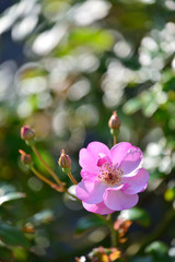 Naklejka na ściany i meble rose garden in Yokosuka