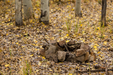 Stone fire ring in aspen grove forest