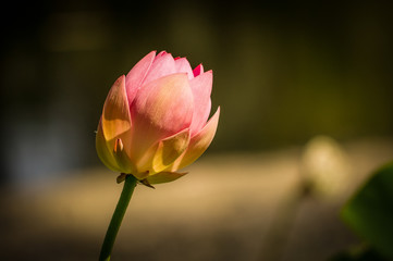 Fototapeta premium lotus