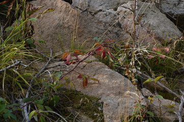 Herbst im Harz, Sachsen - Anhalt