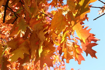 Bright red oak leaves look great