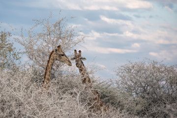 Giraffes in Namibia