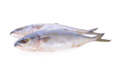 whole round Yellowtail fish or Hamachi fish on white background