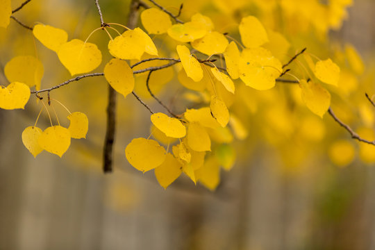 Aspen leaves blowing in the wind