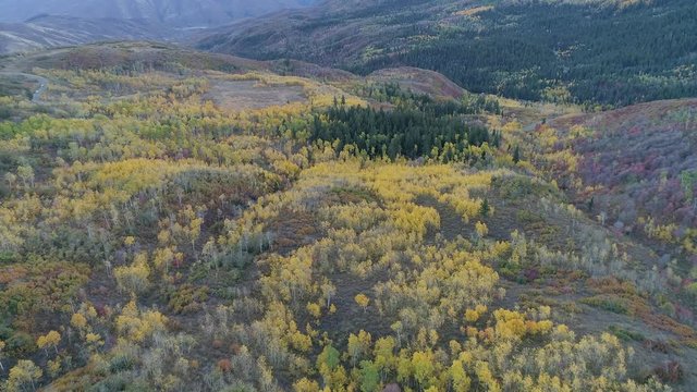 Yellow aspen trees spread across the valley below viewed from rotating aerial pan.