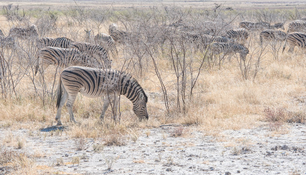 Fototapeta zebras in Namibia