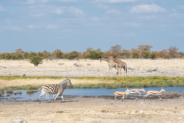 Fototapeta na wymiar giaffes, zebras and springbok in Namibia