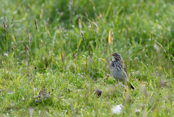 Meadow Pipit - Anthus pratensis, small brown perching bird from European meadows and grasslands, Shetlands, UK.