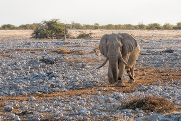 elephants in Namibia