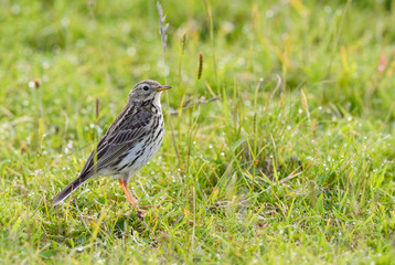 Meadow Pipit - Anthus pratensis, small brown perching bird from European meadows and grasslands, Shetlands, UK.