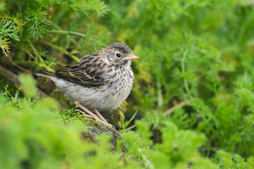 Meadow Pipit - Anthus pratensis, small brown perching bird from European meadows and grasslands, Shetlands, UK.