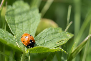 Marienkäfer auf einem Blatt