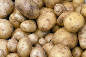 fresh crop of potato