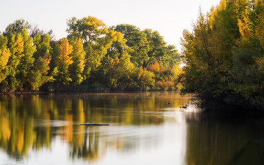 Trees on the lakeside in autumn