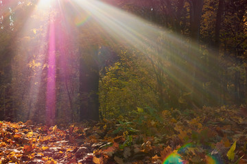 colorful autumn in the Park with sun rays