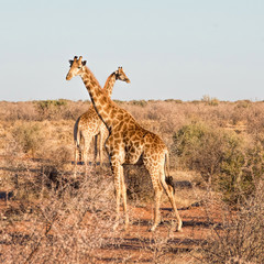 Giraffes in Namibia
