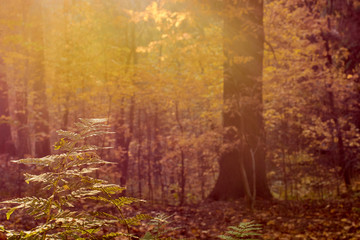 colorful autumn in the Park with sun rays