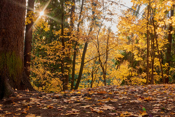 colorful autumn in the Park with sun rays