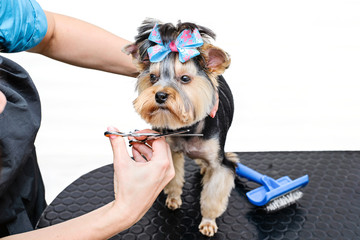 Hands combing york terrier. Groomer working, cute little dog.