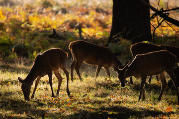 Stunning portrait of red deer hind in colorful Autumn forest landscape