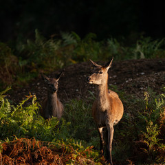 Stunning portrait of red deer hind in colorful Autumn forest landscape