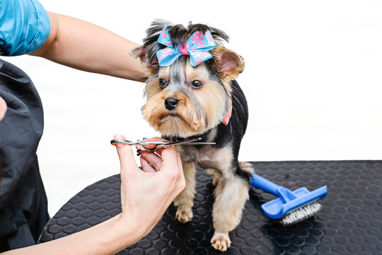 Hands combing york terrier. Groomer working, cute little dog.