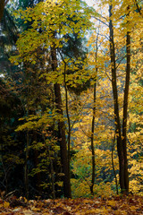 Fototapeta premium colorful autumn in the Park with sun rays