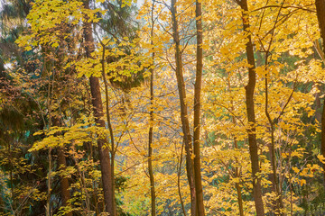 colorful autumn in the Park with sun rays