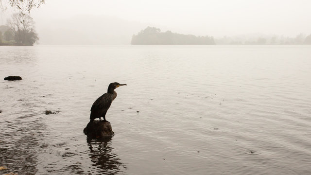 cormorant on grassmere lake early autumn  morning
