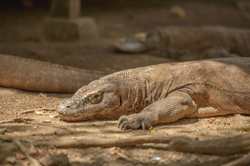 Komodo Waran