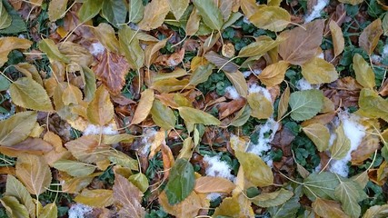 Colorful autumn leaves. Natural background