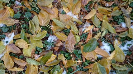 Colorful autumn leaves. Natural background